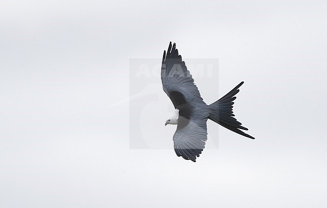 Swallow-tailed Kite (Elanoides forficatus), adult in flight at Everglades NP, Florida, USA stock-image by Agami/Helge Sorensen,