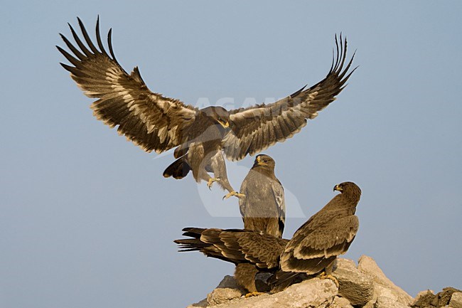 Steppearend in de vlucht; Steppe Eagle in flight stock-image by Agami/Daniele Occhiato,