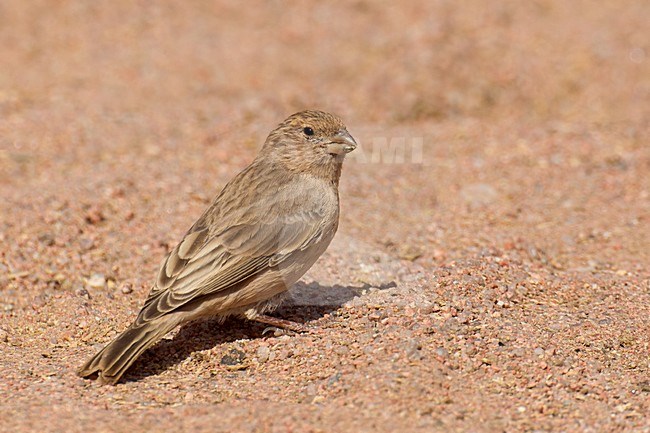 Vrouwtje Sinairoodmus; Female Sinai Rosefinch stock-image by Agami/Daniele Occhiato,