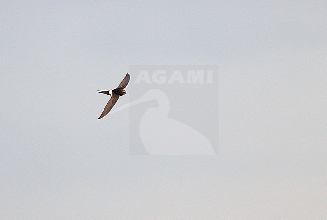 Flying White-rumped Swift (Apus caffer) in its breeding area in southern Spain. Flying high in the sky. stock-image by Agami/Ran Schols,