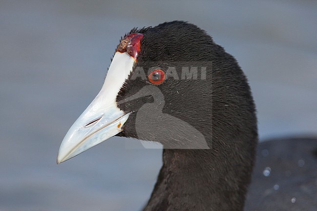 Red-knobbed Coot - Kammblässhuhn - Fulica cristata, Spain (Mallorca), adult stock-image by Agami/Ralph Martin,