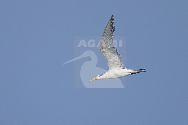 Wintering Great Crested Tern, Thalasseus bergii, in Oman. stock-image by Agami/Sylvain Reyt,