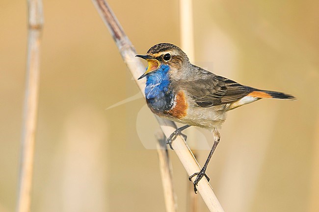 Adult male singing White-spotted Bluethroat (Cyanecula svecica cyanecula) in reed bed in Germany. stock-image by Agami/Ralph Martin,