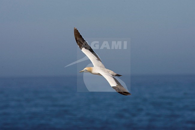 Kaapse Jan-van-gent in vlucht; Cape Gannet in flight stock-image by Agami/Marc Guyt,