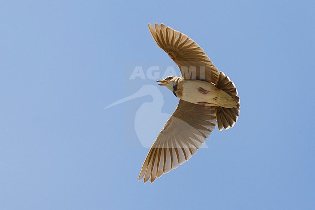 Bergkalanderleeuwerik in de vlucht; Bimaculated lark in flight stock-image by Agami/Daniele Occhiato,