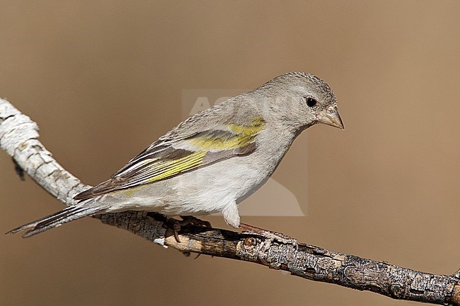 Adult female 
Riverside Co., CA 
April 2010 stock-image by Agami/Brian E Small,