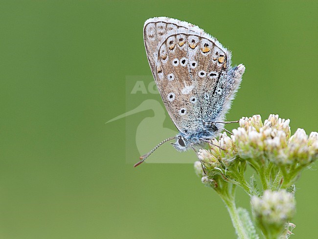 Adonisblauwtje / Adonis Blue (Polyommatus bellargus) stock-image by Agami/Wil Leurs,