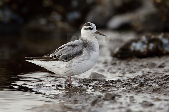 JuvenieleRosse Franjepoot; Juvenile Red Phalarope stock-image by Agami/Arie Ouwerkerk,