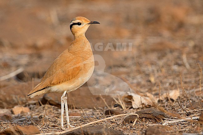 Cream-colored courser,Adult,  Santiago, Cape Verde (Cursorius cursor) stock-image by Agami/Saverio Gatto,