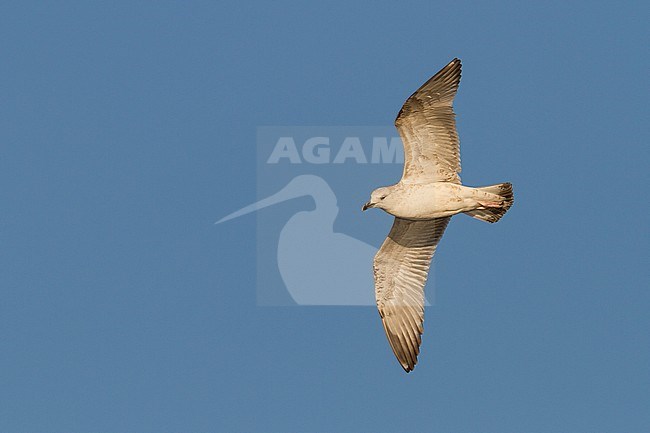 Pontische Meeuw, Caspian Gull, Larus cachinnans, Austria, 2nd W stock-image by Agami/Ralph Martin,