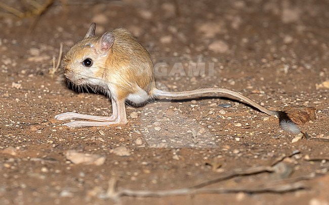 Greater Egyptian Jerboa (Jaculus orientalis) standing on the sandy soil along Dakhla-Aousserd road, Western Sahara, Morocco. stock-image by Agami/Vincent Legrand,