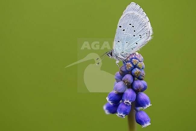 Male Holly Blue stock-image by Agami/Wil Leurs,
