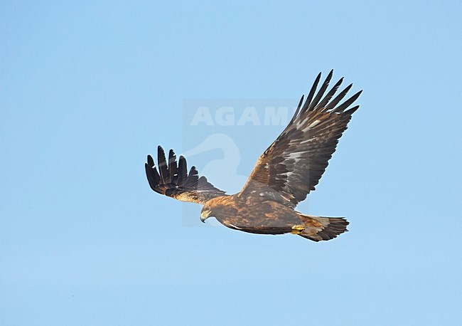 Golden Eagle immature flying; Steenarend onvolwassen vliegend stock-image by Agami/Markus Varesvuo,