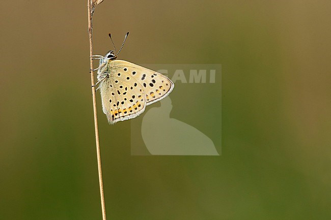 Bruine vuurvlinder / Sooty Copper (Lycaena tityrus) stock-image by Agami/Wil Leurs,