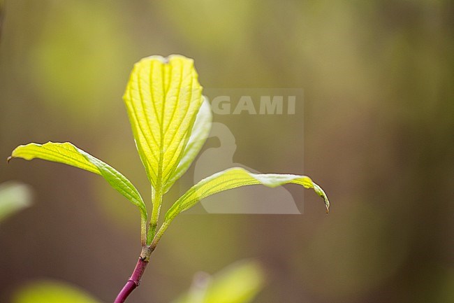 Leaf of a White Dogwood stock-image by Agami/Wil Leurs,