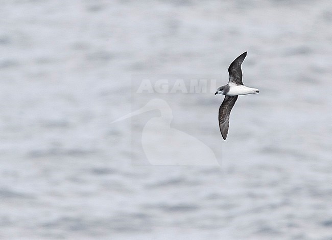 Soft-plumaged Petrel (Pterodroma mollis) at sea towards Chatham Islands, New Zealand. Flying above the ocean in high arcs. stock-image by Agami/Marc Guyt,