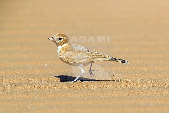 Adult Bar-tailed Lark running in desert aroud 40km West of Choum, Mauritania. April 04, 2018. stock-image by Agami/Vincent Legrand,