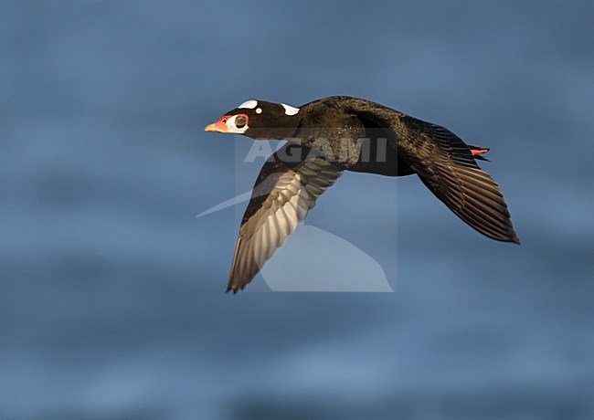 Vliegende mannetje Brilzee-eend; Flying male Surf Scoter (Melanitta perspicillata) stock-image by Agami/Mike Danzenbaker,