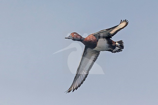 Ferruginous Duck (Aythya nyroca) in flight in Turkey. stock-image by Agami/Pete Morris,