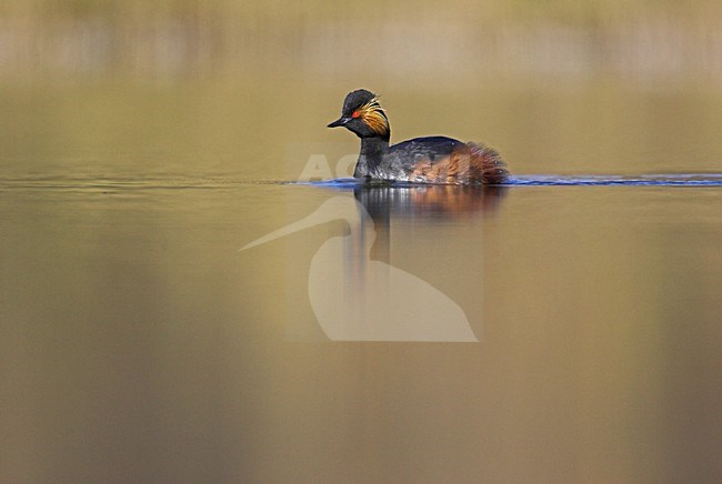 Geoorde Fuut volwassen zomerkleed zwemmend,Black-necked Grebe adult summerplumage swimming stock-image by Agami/Menno van Duijn,