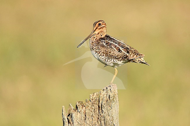 Wilson's Snipe at their breeding grounds in Montana stock-image by Agami/Eduard Sangster,