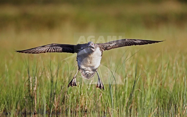 Vliegende Roodkeelduiker in zomerkleed; Flying Red-throated Loon in summer plumage stock-image by Agami/Markus Varesvuo,