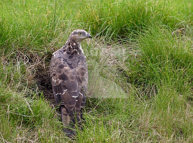 Wespendief foeragerend in het gras; European Honey Buzzard foraging in gras stock-image by Agami/Reint Jakob Schut,