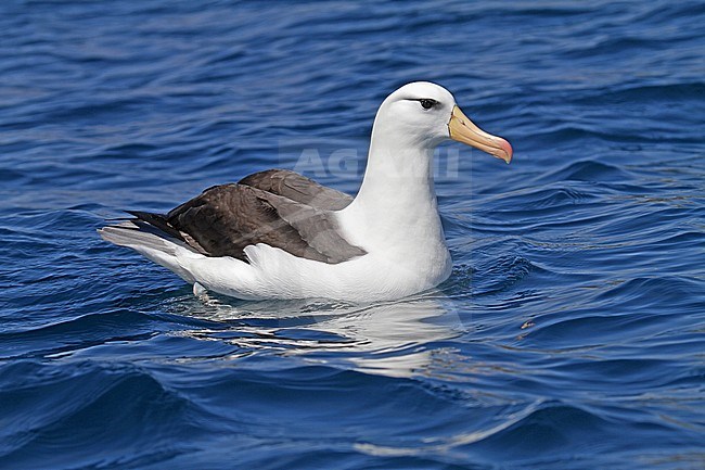 Black-browed Albatross (Thalassarche melanophrys) stock-image by Agami/Pete Morris,