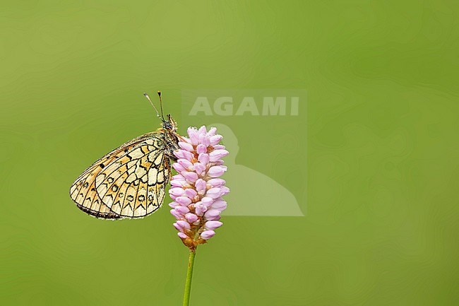 Ringoogparelmoervlinder op adderwortel, Bog Fritillary on bistord, stock-image by Agami/Walter Soestbergen,