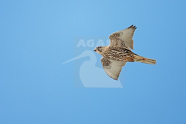 Giervalk onvolwassen vliegend; Gyr Falcon immature flying stock-image by Agami/Markus Varesvuo,