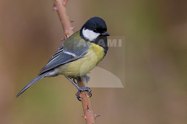 Koolmees; Great Tit stock-image by Agami/Daniele Occhiato,