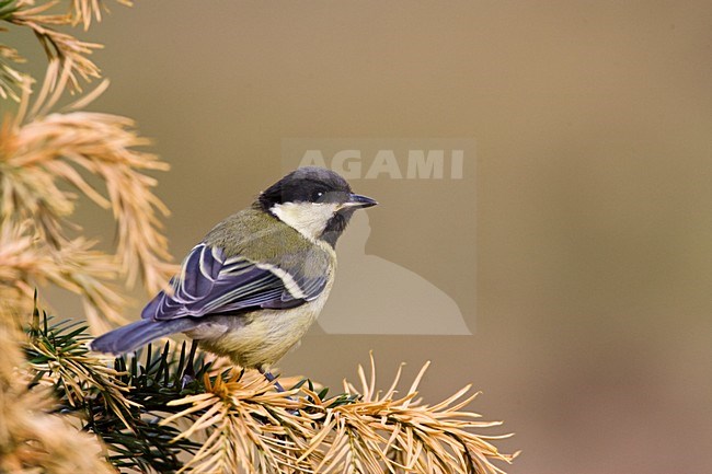Juveniele Koolmees; Juvenile Great Tit stock-image by Agami/Marc Guyt,