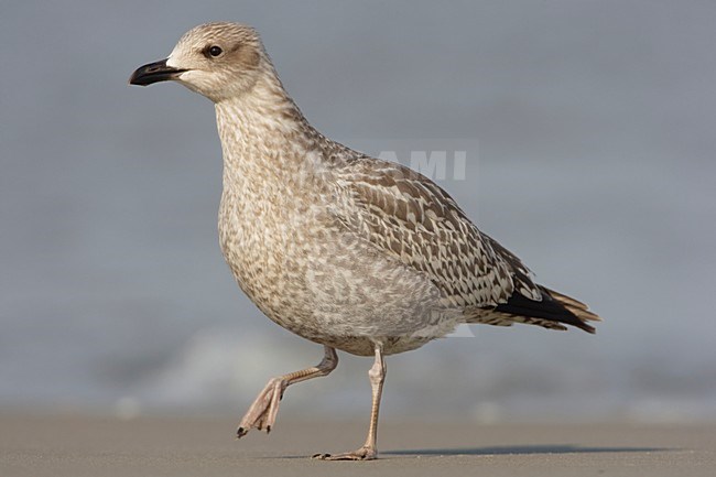 Zilvermeeuw onvolwassen op strand; Herring Gull immature on beach stock-image by Agami/Arie Ouwerkerk,