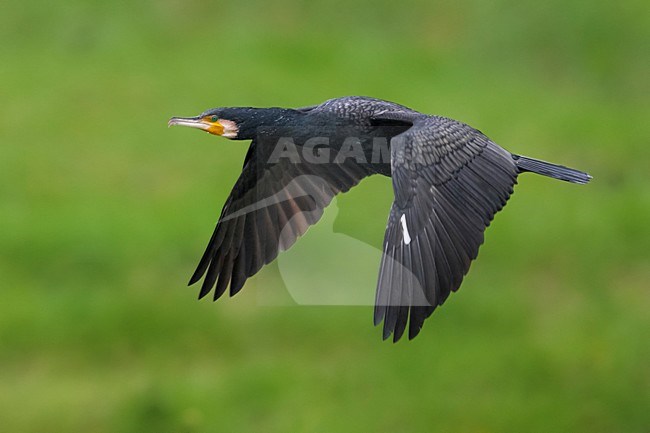 Aalscholver in vlucht, Great Cormorant in flight stock-image by Agami/Daniele Occhiato,