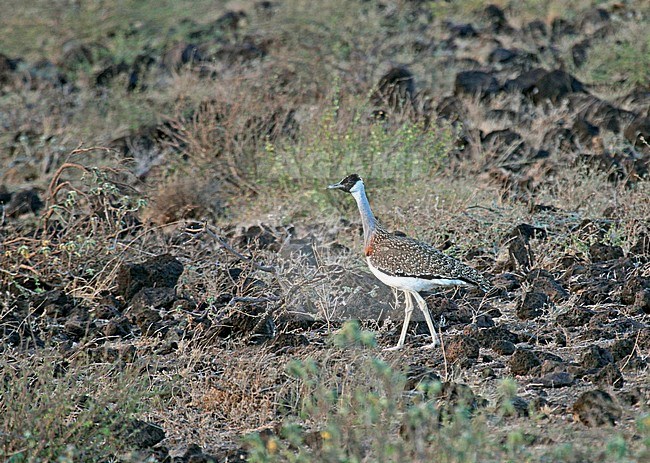 Heuglins trap, Heuglin's bustard stock-image by Agami/Pete Morris,