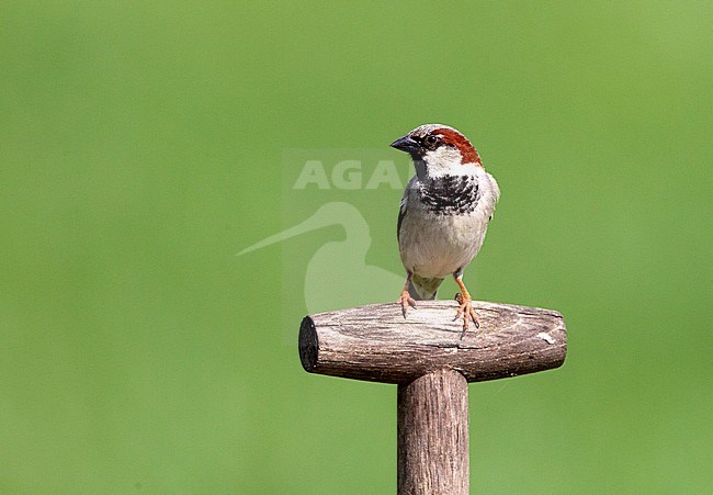 Mannetje Huismus, House Sparrow male stock-image by Agami/Roy de Haas,