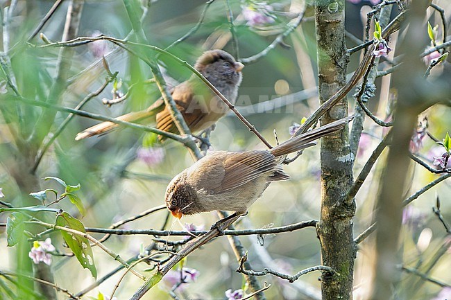 Brown Parrotbill, Paradoxornis unicolor, in Nepal. Also known as Brown suthora. stock-image by Agami/Dani Lopez-Velasco,