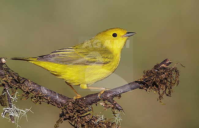 Adult male
Galveston Co., TX
May 2012 stock-image by Agami/Brian E Small,