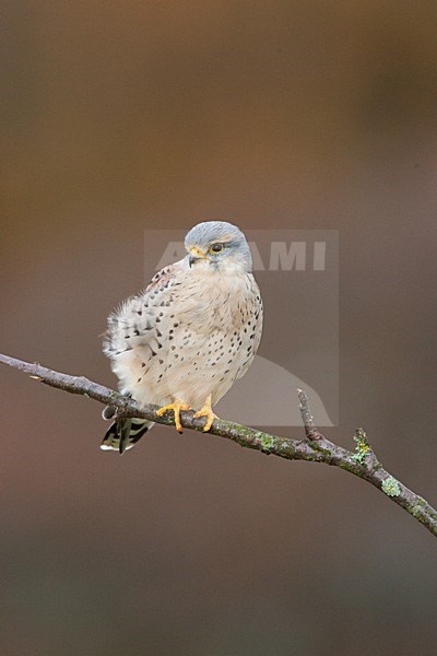 Torenvalk mannetje zittend op tak; Common Kestrel male perched on a branch stock-image by Agami/Menno van Duijn,