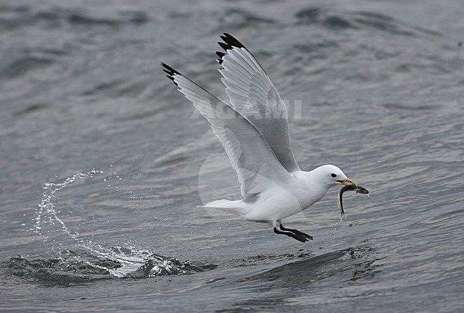 Drieteenmeeuw; Black-legged Kittiwake, Rissa tridactyla stock-image by Agami/Jari Peltomäki,