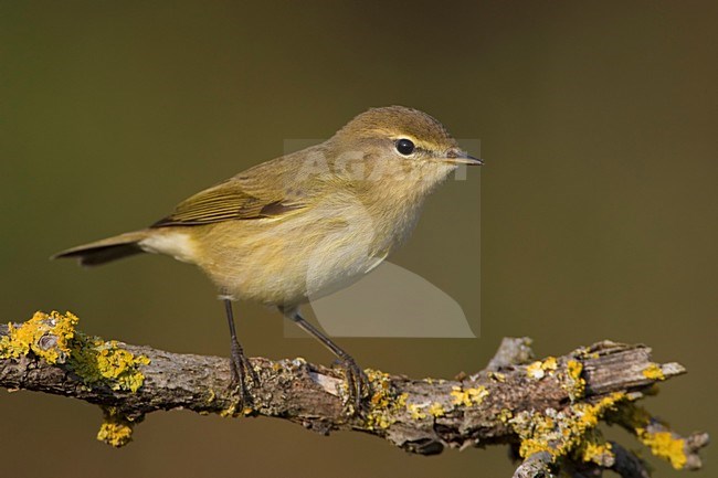 Tjiftjaf op takje; Common Chiffchaff perched on a branch stock-image by Agami/Daniele Occhiato,