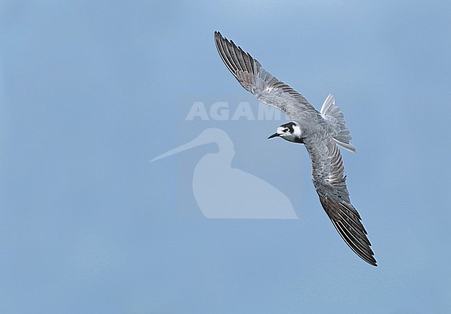 Black Tern (Chlidonias niger), seen from the side, showing upper wings. stock-image by Agami/Fred Visscher,
