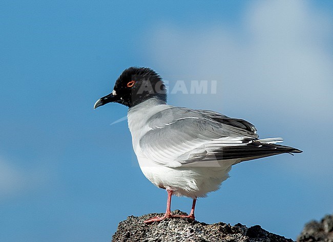 Swallow-tailed Gull (Creagrus furcatus) adult perched on a rock stock-image by Agami/Roy de Haas,