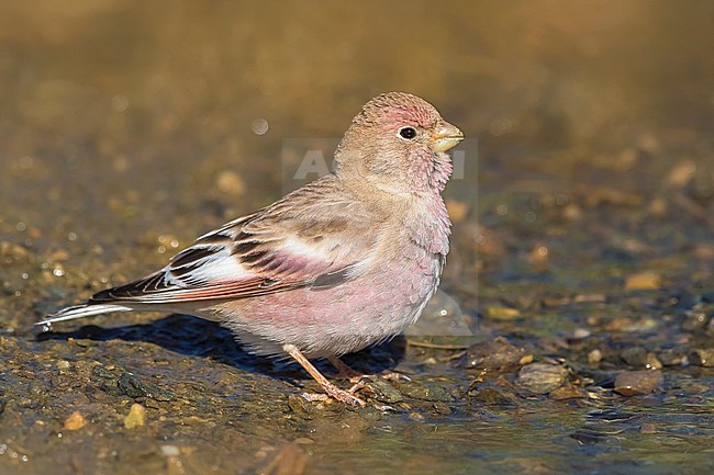 Mongoolse Woestijnvink, Mongolian Finch, Eremopsaltria mongolica stock-image by Agami/Daniele Occhiato,