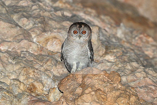 Desert Owl (Strix hadorami) at Al Mughsayl in Oman. Sitting on rock on side of steep cliff face. stock-image by Agami/Aurélien Audevard,