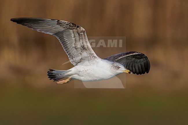 Geelpootmeeuw; Yellow-legged Gull; Larus michahellis stock-image by Agami/Daniele Occhiato,