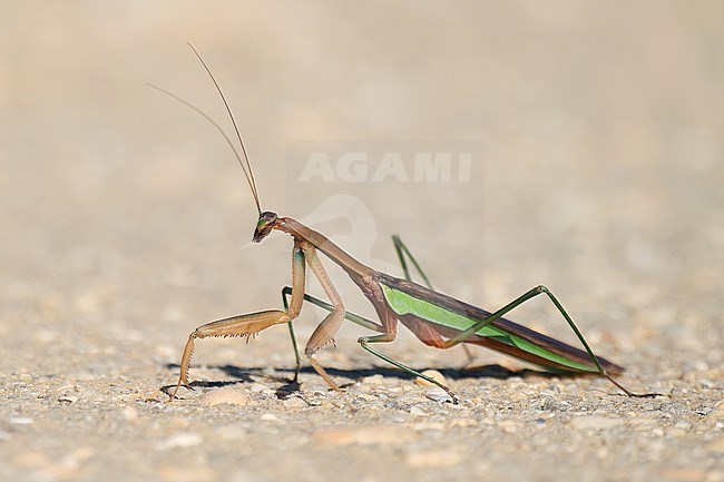 Narrow-winged Mantis (Tenodera angustipennis) on gravel. The species is originally from Asia and is introduced in eastern USA. stock-image by Agami/Kari Eischer,