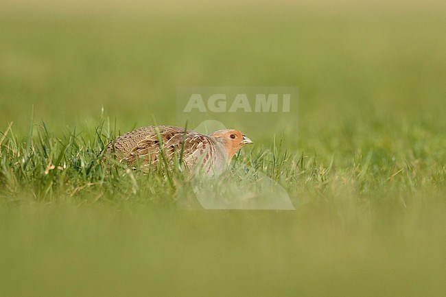 foeragerende Patrijs ; Grey Partridge; stock-image by Agami/Walter Soestbergen,