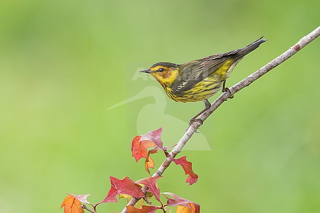 Adult male
Galveston Co., TX
April 2022 stock-image by Agami/Brian E Small,