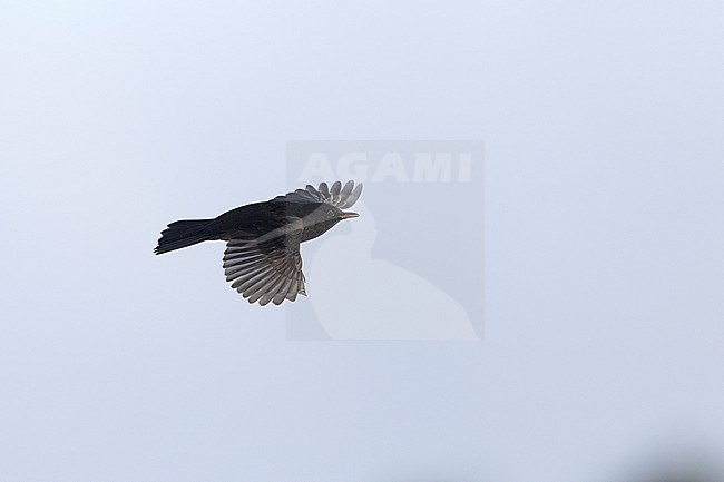 First-winter male Common Blackbird (Turdus merula) in flight at Rudersdal, Denmark stock-image by Agami/Helge Sorensen,